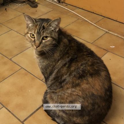 Photo 1/1 Chatonne Chat perdu à Pau