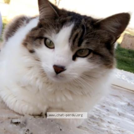 Photo 1/1 Minoucha Chat perdu à Orleans