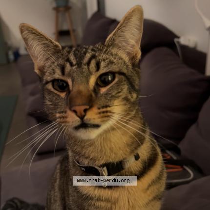Photo 1/1 Chat retrouvé Perdu à Saint Josse Ten Noode