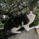 Photo de chat perdu à Houilles