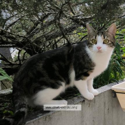 Photo 1/1 Chat retrouvé Perdu à Houilles