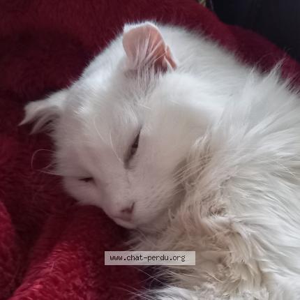 Photo 1/1 Chat retrouvé Perdu à Gregy Sur Yerre
