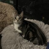 Photo de chat perdu à Le Chesnay Rocquencourt