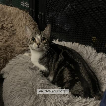 Photo 1/1 Chat retrouvé Perdu à Le chesnay rocquencourt