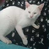 Photo de chat perdu à Maule