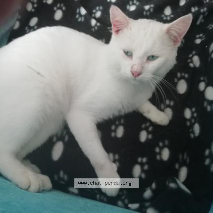 Photo 1/1 Chat retrouvé Perdu à Maule