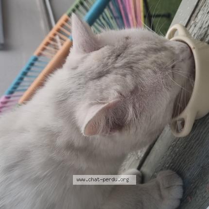 Photo de chat trouvé à Rouen