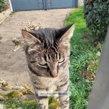 Photo de chat perdu à St Cyr Sur Loire