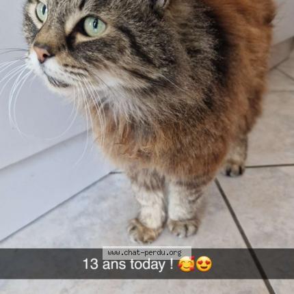 Photo 1/1 Chat retrouvé Perdu à Pulversheim