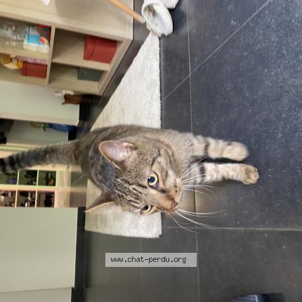 Photo 1/1 Chat retrouvé Perdu à Ixelles