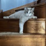 Photo de chat perdu à Raismes