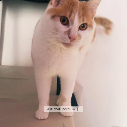 Photo 1/1 Chat retrouvé Perdu à Le Havre