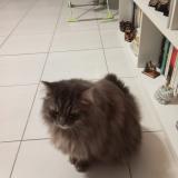 Photo de chat perdu à Virieu