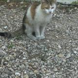 Photo de chat trouvé à Miribel