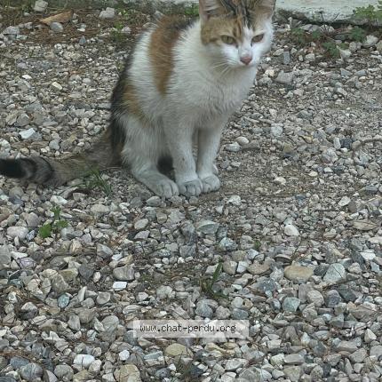 Photo 1/1 Chat retrouvé Trouvé à Miribel