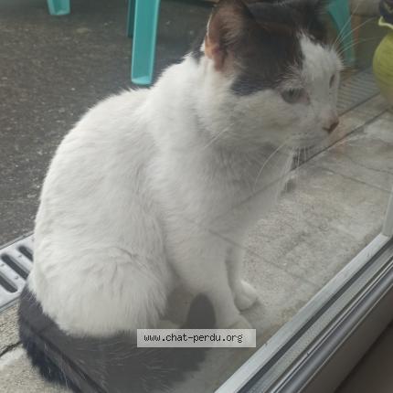 Photo 1/1 Chat retrouvé Trouvé à Val De Reuil