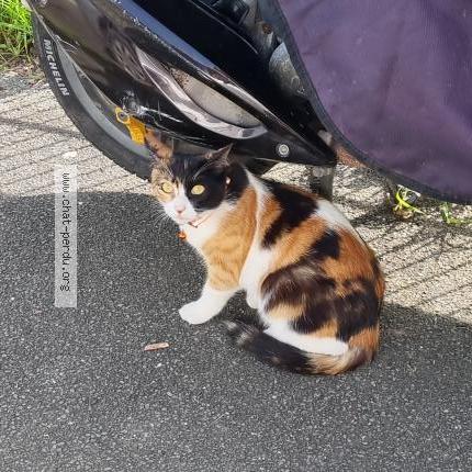 Photo 1/1 Chat retrouvé Perdu à Drancy