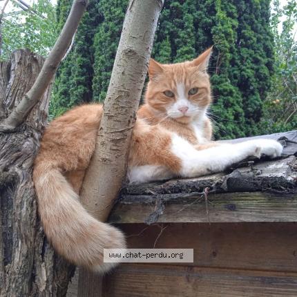 Photo 1/1 Chat retrouvé Perdu à Bruxelles