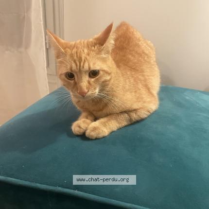 Photo de chat trouvé à Paris