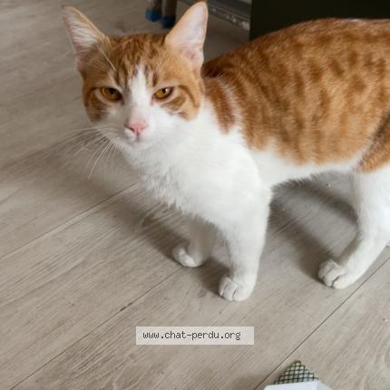 Photo 1/1 Chat retrouvé Trouvé à Neuilly Sur Marne