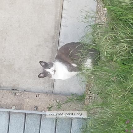 Photo 1/1 Chat retrouvé Perdu à Ouzouer Sur Trezee