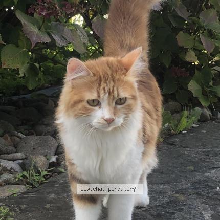 Photo 1/1 Chat retrouvé Perdu à Lyon