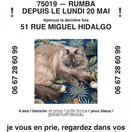 Photo 1/1 Chat retrouvé Perdu à Paris
