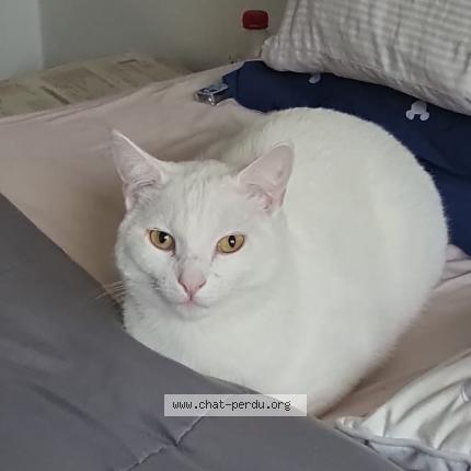 Photo de chat perdu à Anderlecht