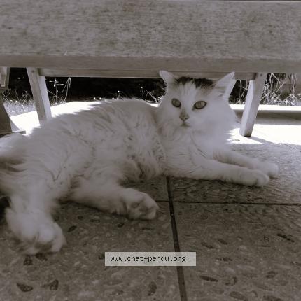 Photo de chat perdu à Loire Authion