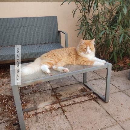 Photo 1/1 Chat retrouvé Perdu à Valence