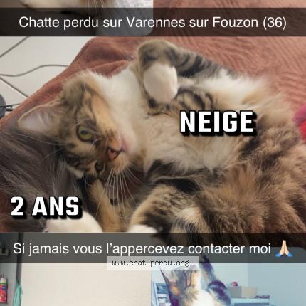 Photo 1/1 Chat retrouvé Perdu à Varennes Sur Fouzon