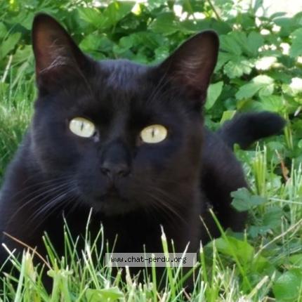 Photo 1/1 Chat retrouvé Perdu à Niort