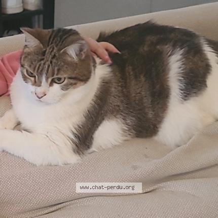 Photo de chat perdu à Malancourt La Montagne