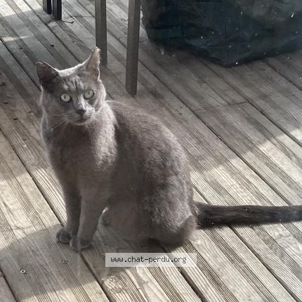 Photo 1/1 Chat retrouvé Trouvé à Challans