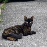 Photo de chat trouvé à Saint Denis
