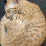 Photo de chat perdu à Thanjavur