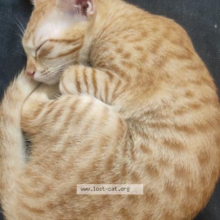 Photo 1/1 Button Chat perdu à Thanjavur