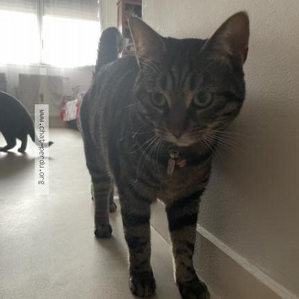 Photo 1/1 Chat retrouvé Perdu à Nantes Ile De Nantes