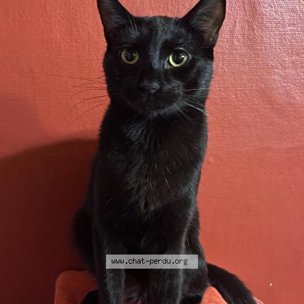 Photo de chat perdu à Remollon