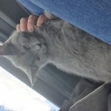 Photo de chat perdu à Vernie