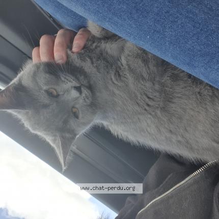 Photo 1/1 Chat retrouvé Perdu à Vernie