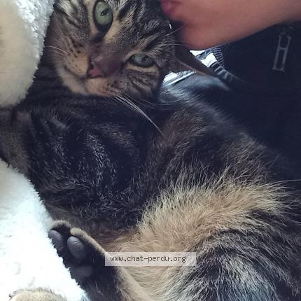 Photo de chat perdu à Champigny Sur Marne