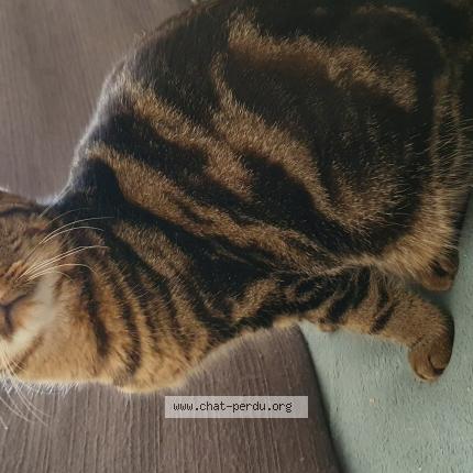 Photo de chat perdu à Montchauvet