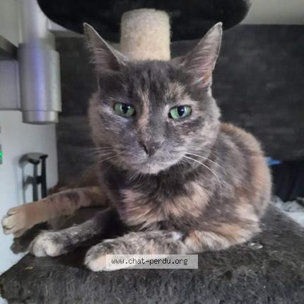 Photo de chat perdu à Livry Gargan