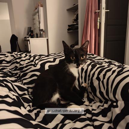 Photo de chat perdu à Mericourt