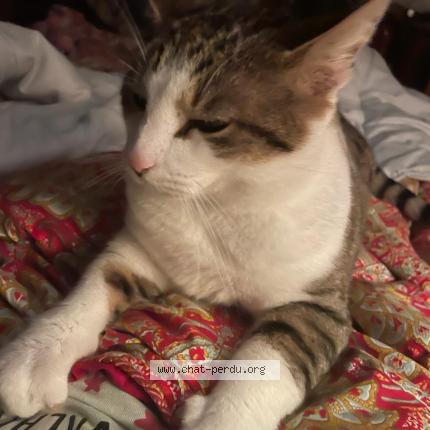 Photo 1/1 Canaille Chat perdu à Villele