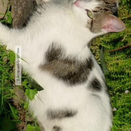 Photo 1/1 Sacha Chat perdu à Guemene penfao