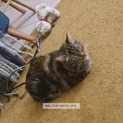 Photo 1/1 Djuna Chat perdu à Beauzelle