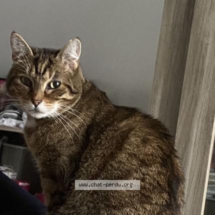 Photo 1/1 Moustache Chat perdu à Tourcoing