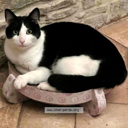 Photo 1/1 BLUE Chat perdu à Saussey